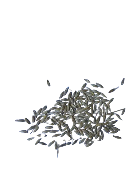 barley seeds Hordeum vulgare barley  herbs  high quality no stem no small seeds good for tea and no empty seeds fresh crops