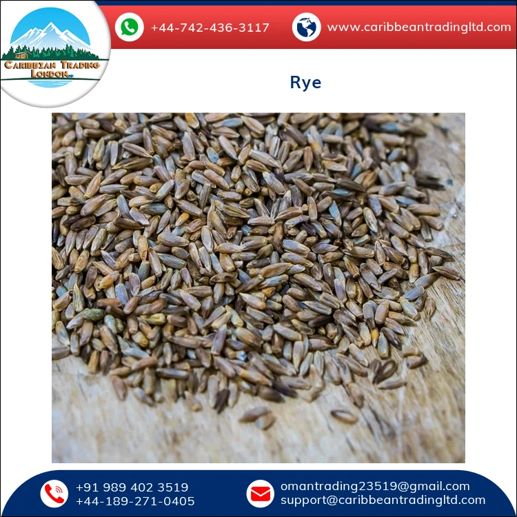 
Best Quality Hot Selling Organic Dried Rye Grain for Bulk Purchase 