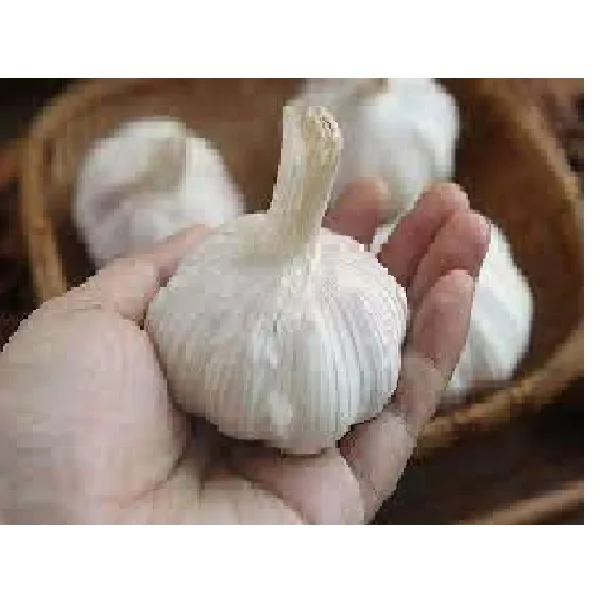 Top High Quality Fresh Garlic White OEM Head Style Time Weight Normal Hours Origin Type Year New Crop From Vietnam