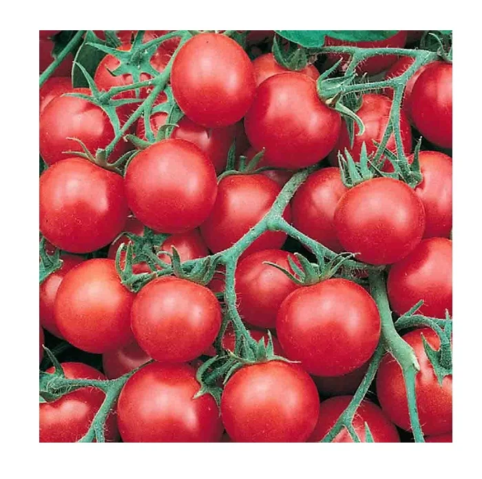 Экспорт свежих томатов по хорошей цене