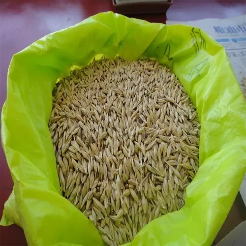 barley1.jpg