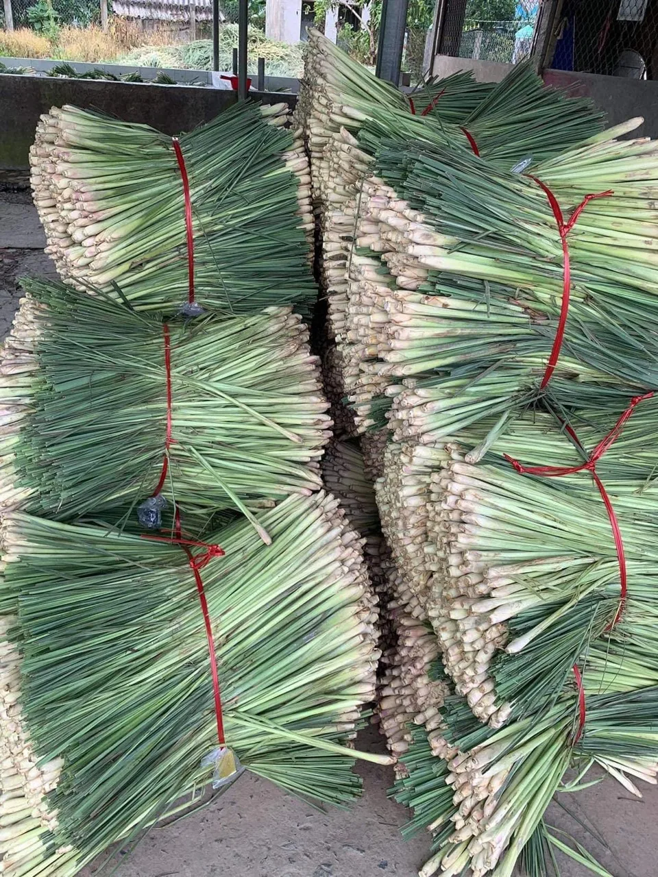 TW6 Brand Hot sale Fresh Lemon Grass  Light  Green Color Single Spices & Herbs  From Vietnam for Export