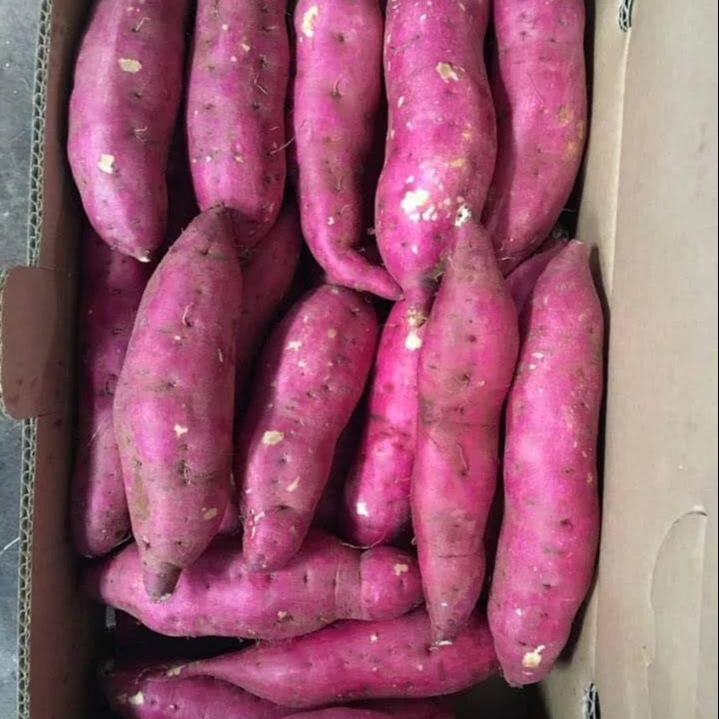 HASU  Best Yellow Sweet Potato Shipping From Vietnam With 3 Months Maturity Have COMMON Cultivation Type
