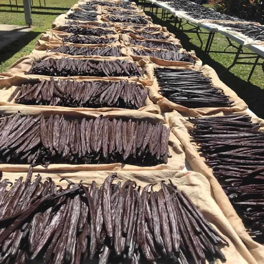 High Quality Madagascar Vanilla Beans, Bourbon/Gourmet