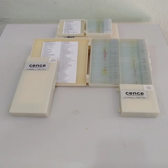 Human Histology Microscope Slides (100pcs)