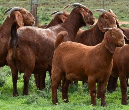 
Red Kalahari goat and goats meat 