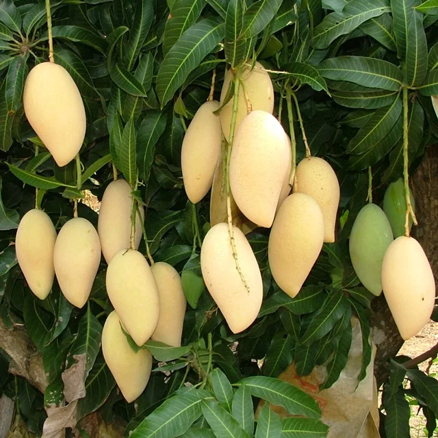 
Fresh Mango Nam Dok Mai High Quality From Thailand 