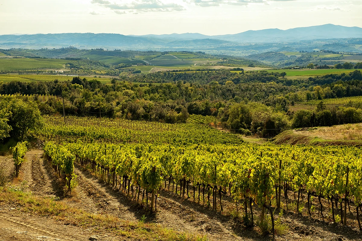 Высококачественный Итальянский красный винный док MONTALCINO 750 мл готов