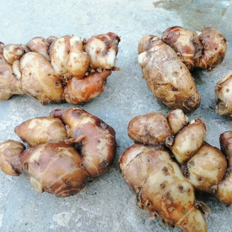 Fresh SAND GINGER top quality, contact +84984418844 w