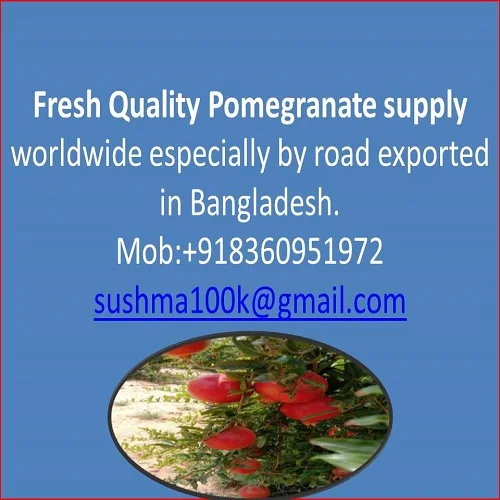 Quality Fresh Pomegranate fruit  ready to ship