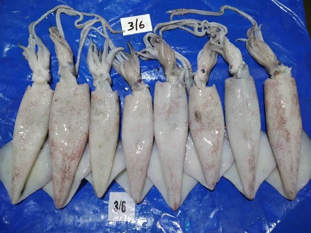 
FROZEN SQUID WHOLE LOLIGO 