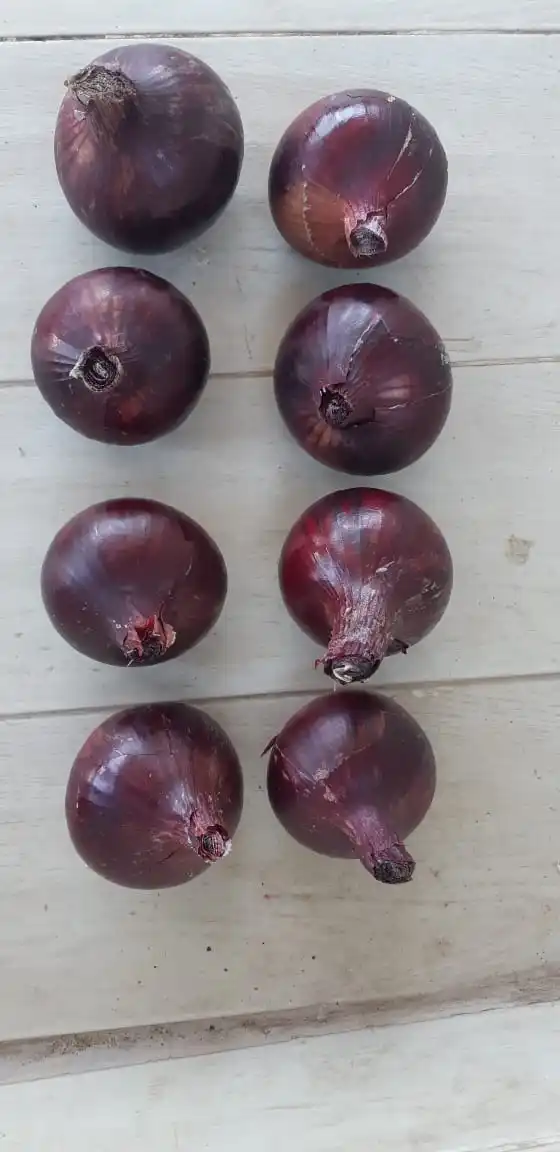 Fresh yellow Onion/Onions Exporter in Egypt -Hot Sale with High Quality and Low Price
