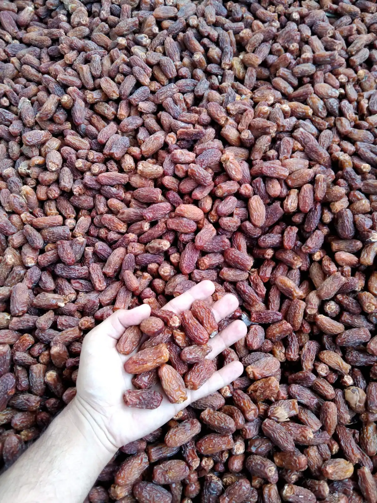 PAKISTANI BROWN DRIED DATES FRESH CROP OF 2021-22 PREMIUM QUALITY LARGE SIZE RANGKAAT YELLOW CHUWARA CHUARA