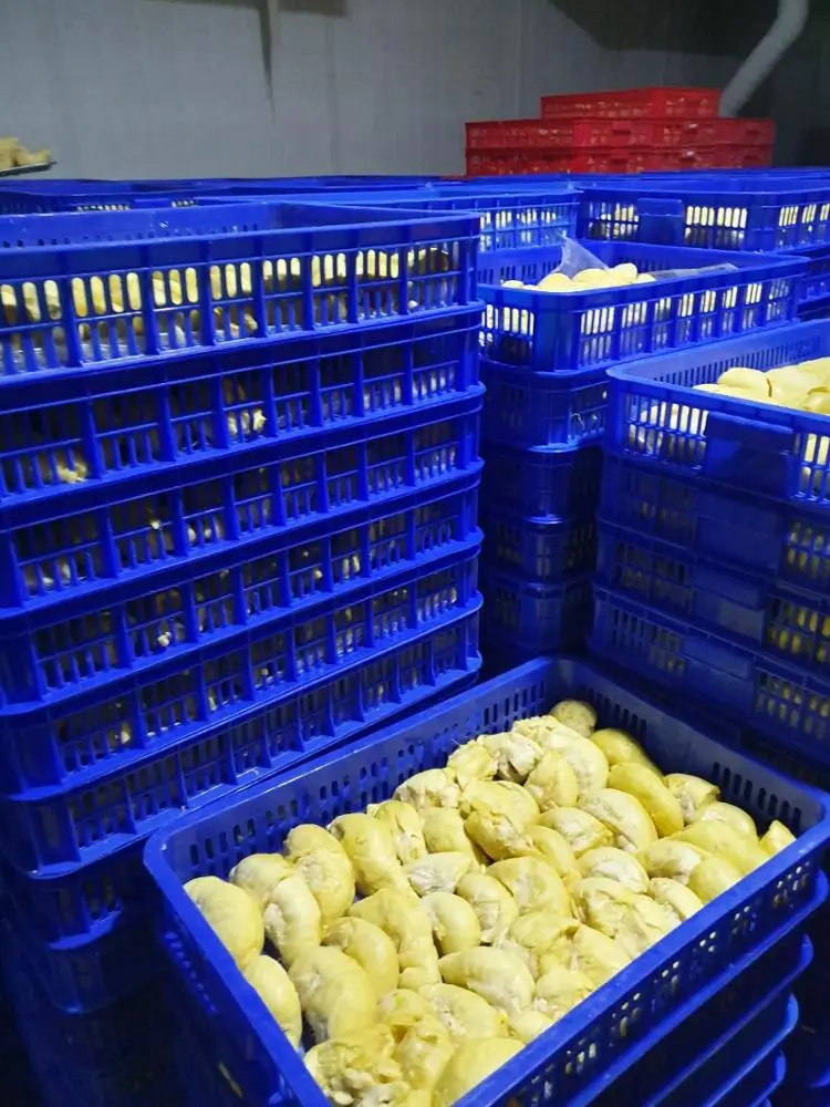  FROZEN BEST DURIAN in Vietnam High Quality/Good
