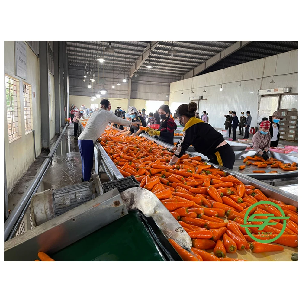 Wholesale Customized Carrot Fresh VIETNAM CARROT 100% Natural Healthy Carton Orange Organic Cultivation