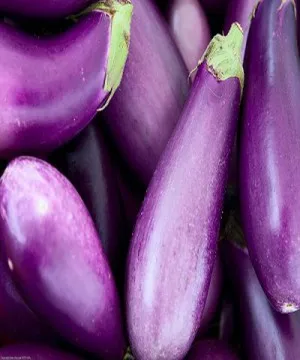 
FRESH LONG PURPLE EGGPLANT IN VIETNAM [Edna +84 919 04 5050] 