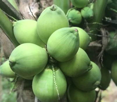 Зеленый сиамский кокосовый свежий органический высококачественный сладкий Лидер продаж оптовый поставщик из Вьетнама