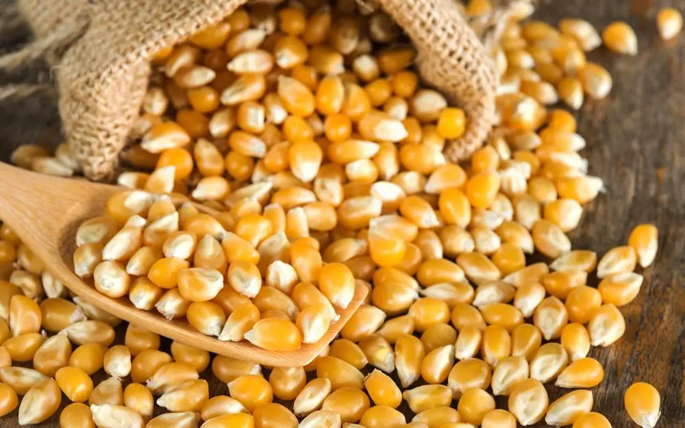 
YELLOW CORN for Animal Feed 