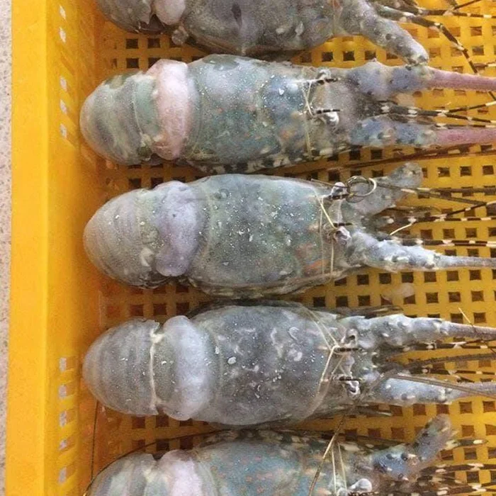 Hot Sale Lobsters at cheap Prices