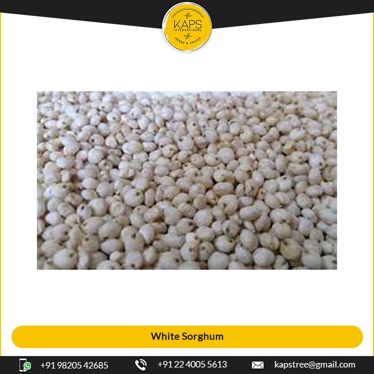 Wholesale Supplier of Premium Quality Healthy White Sorghum at Best Price