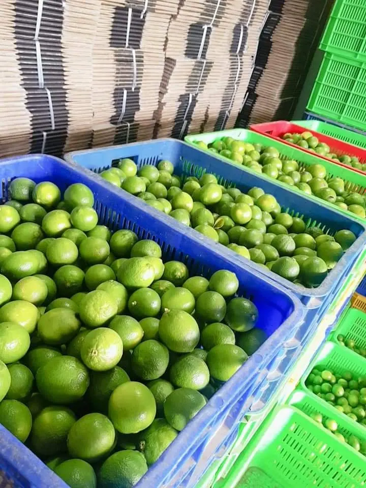  Свежий зеленый лимонный цитрусовый фрукт Лайма из Вьетнама хорошая цена // Jolene + 8433608915