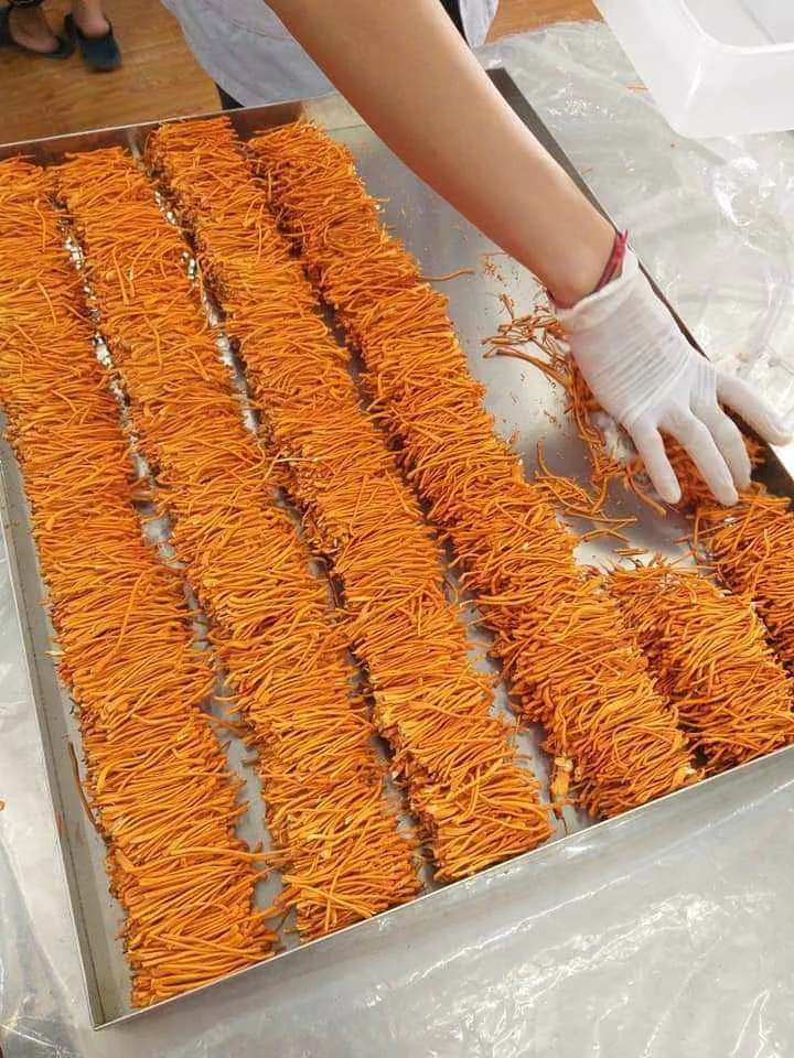 Сухой Кордицепс милитари сушеный для хорошего здоровья/MS.Donna