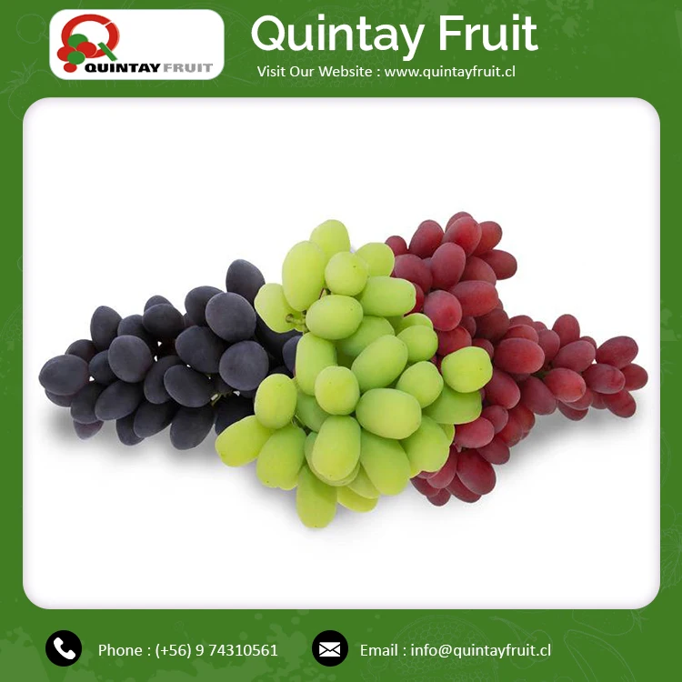 
Fresh Grapes Superior Seedless Green Wholesale Price Fresh Thomson Seedless Grapes Good Quality Fresh Grape Thompson 