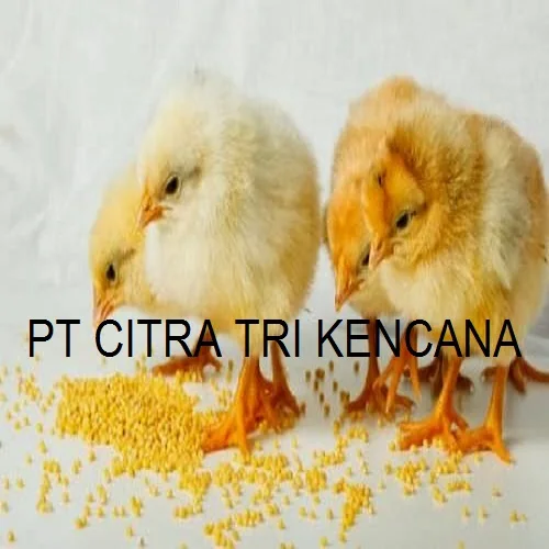 18 % HIGH PROTEIN ALFALFA CORN MAIZE STARCH NON GLUTINOUS ANIMAL FEED COW, PIG, SHEEP, GOAT IN Visakhapatnam INDIA