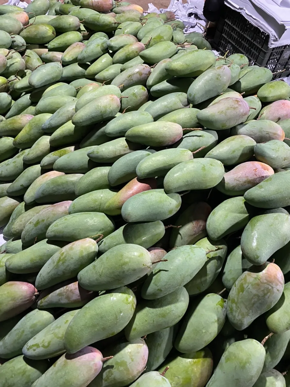 Свежие тропические фрукты свежие манго высокое качество вьетнамские Лучшая цена на продажу