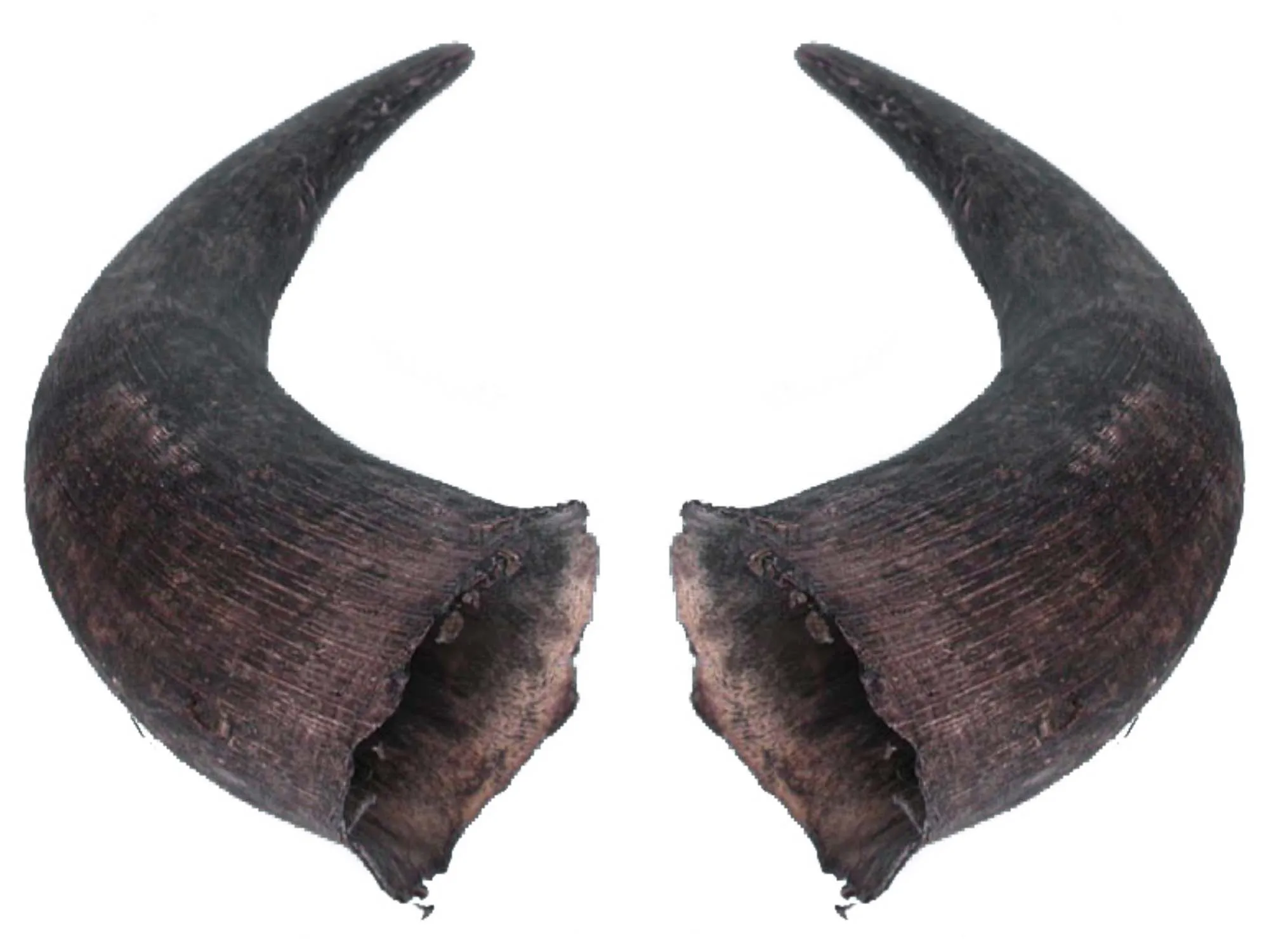 Horn Natural Handmade Bugle Blowing Horn Custom made natural buffalo  horn blowing