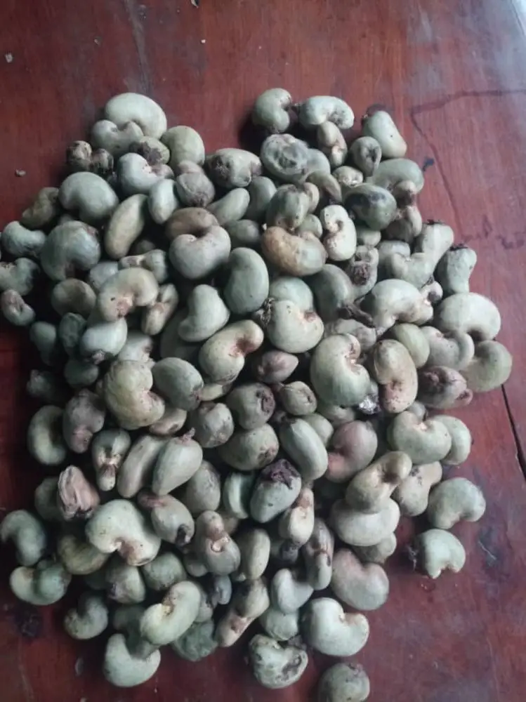 
Raw Cashew Nut 