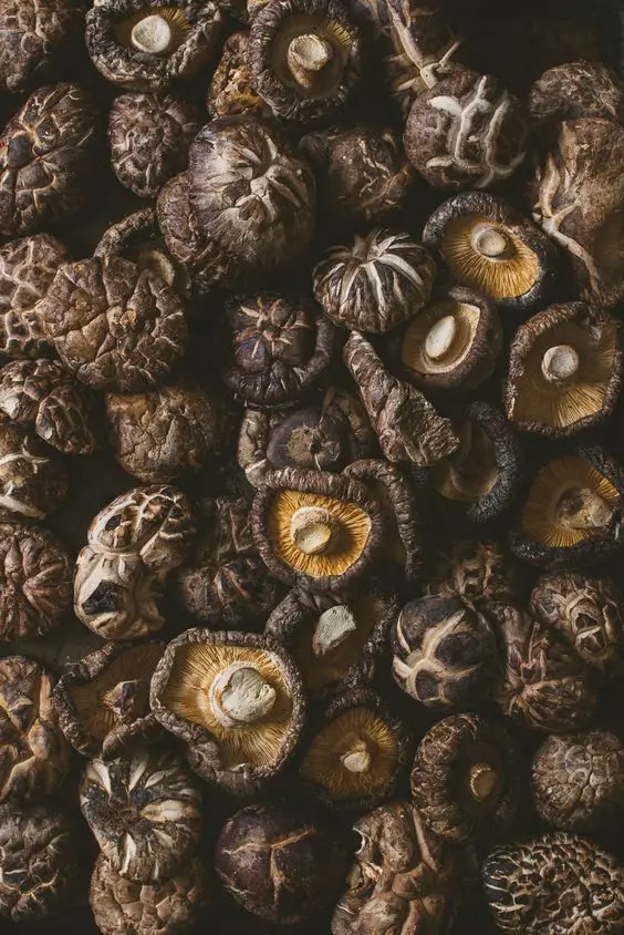 Natural Dry Shiitake Mushrooms Bulk Dried Mushrooms contact Ms. Sandy (+84 587 176 063) get the best price 99 Gold Data