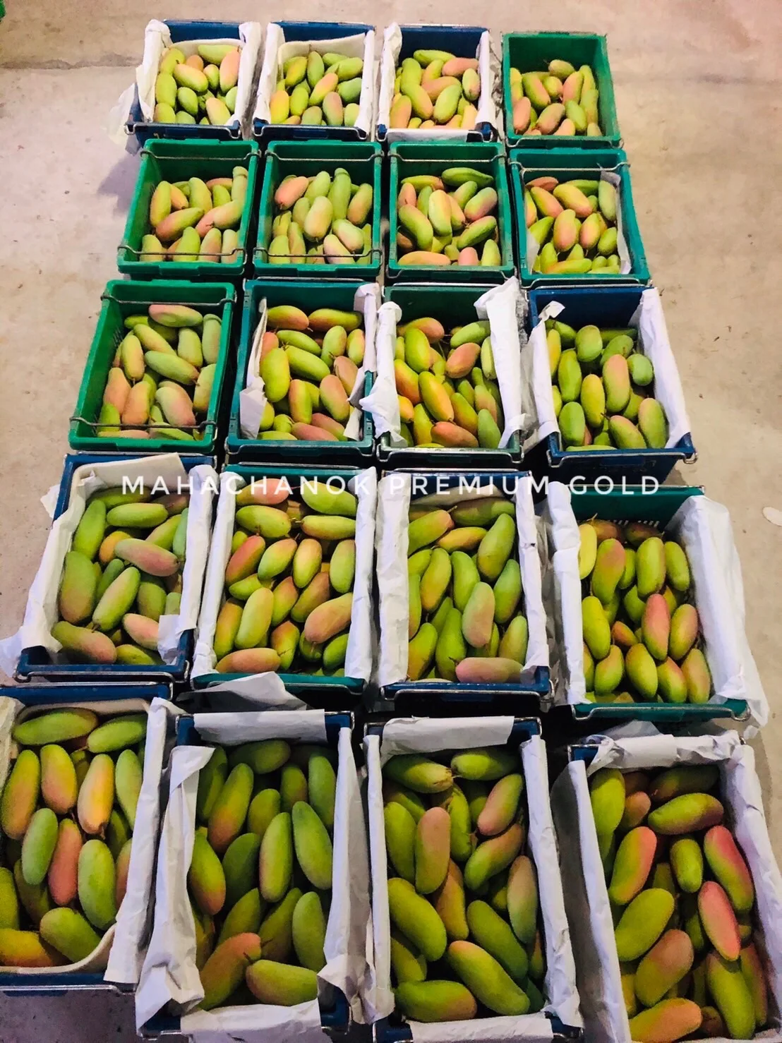 Supanij Thailand Premium Royal Delicious Sweet Mahachanok Mango Premium Quality for 100% Export