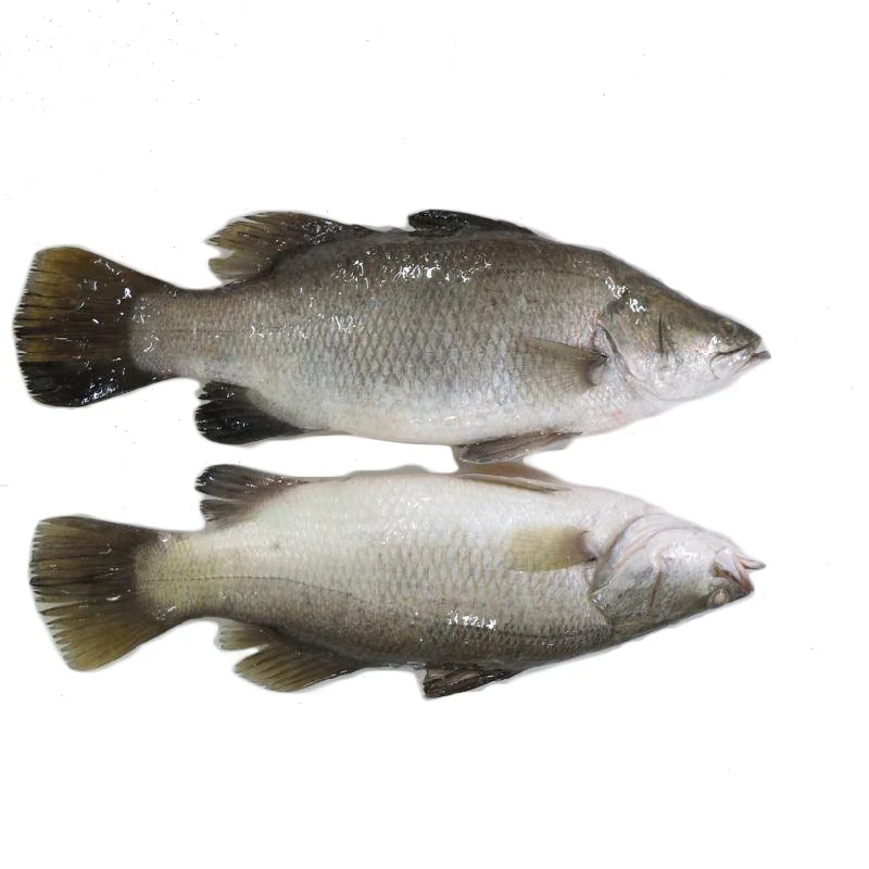 Supply Frozen Pike Bait fish best quality