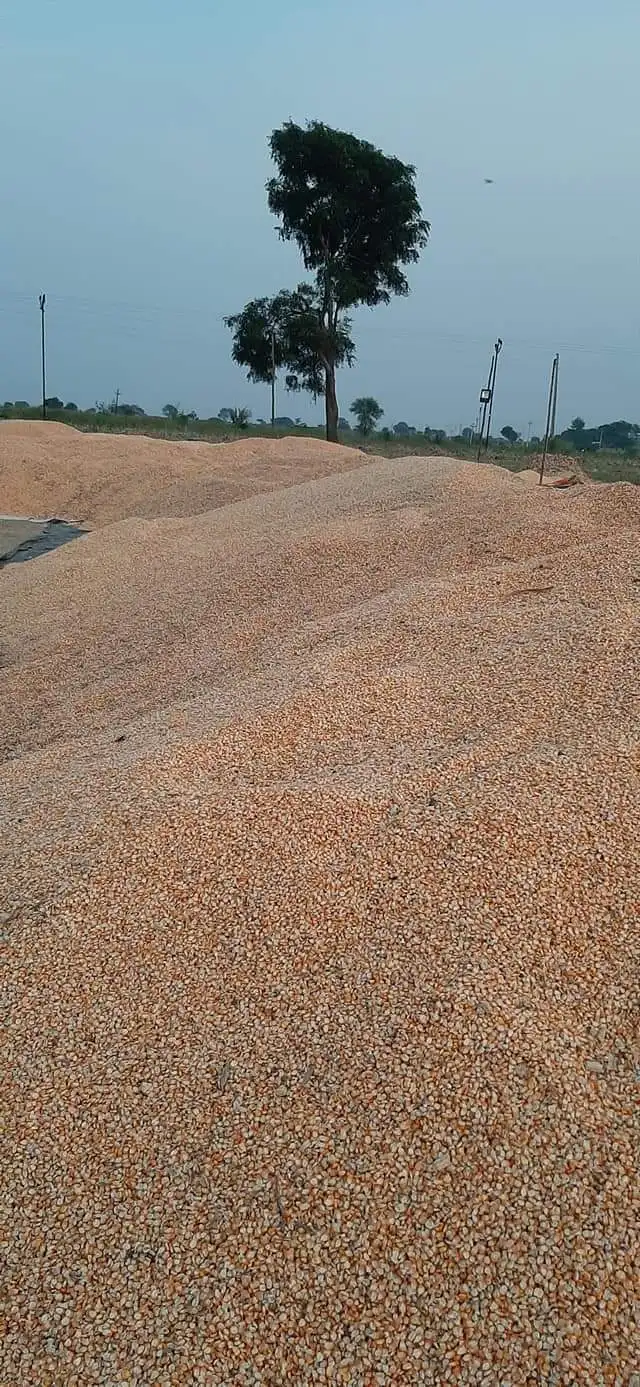 Желтая Кукуруза/желтая кукуруза для человеческого потребления без ГМО Желтая Кукуруза/желтая кукуруза для корма животных, попкорн