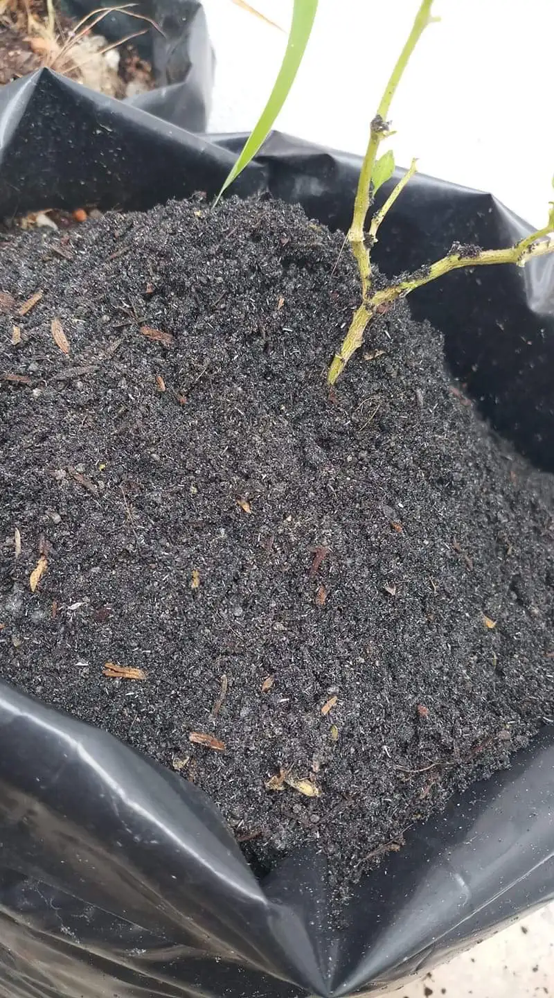  Низкая цена хорошее качество ясень рисовой шелухи с 100% шелушкой из малайзии