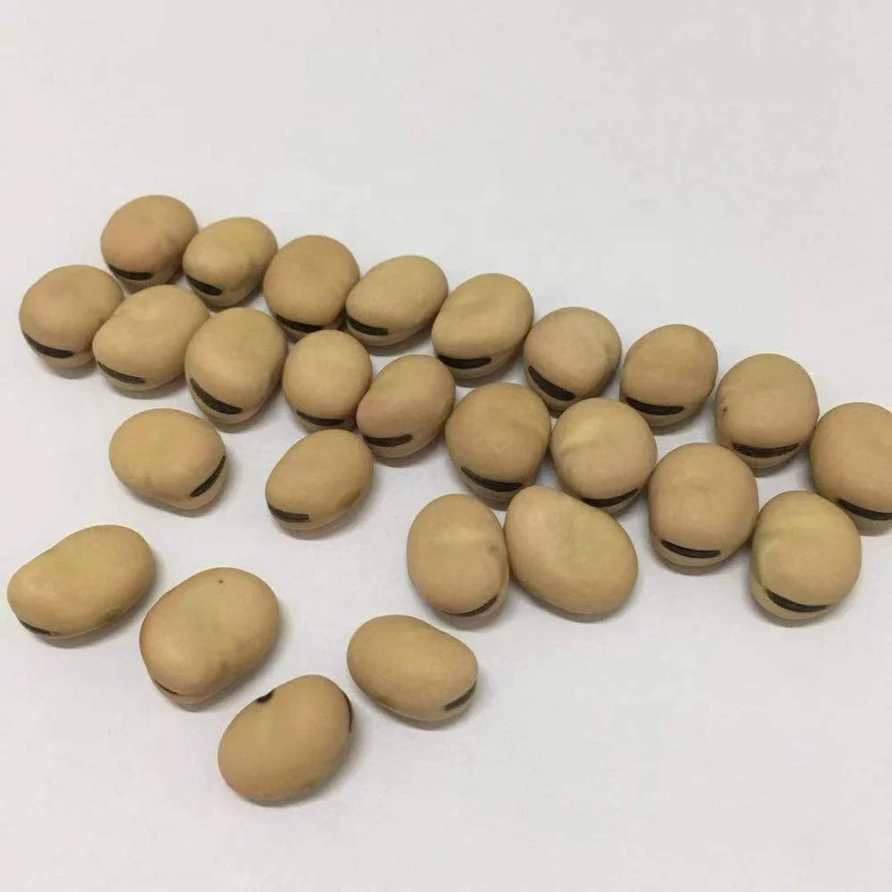 
Chinese cheap broad beans import 