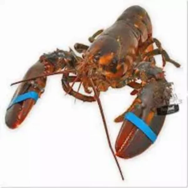  Замороженный Хвост лобстера/свежая живая холодная вода свежий живой Лобстер Раков готов для экспорта на продажу азот замороженный Омар