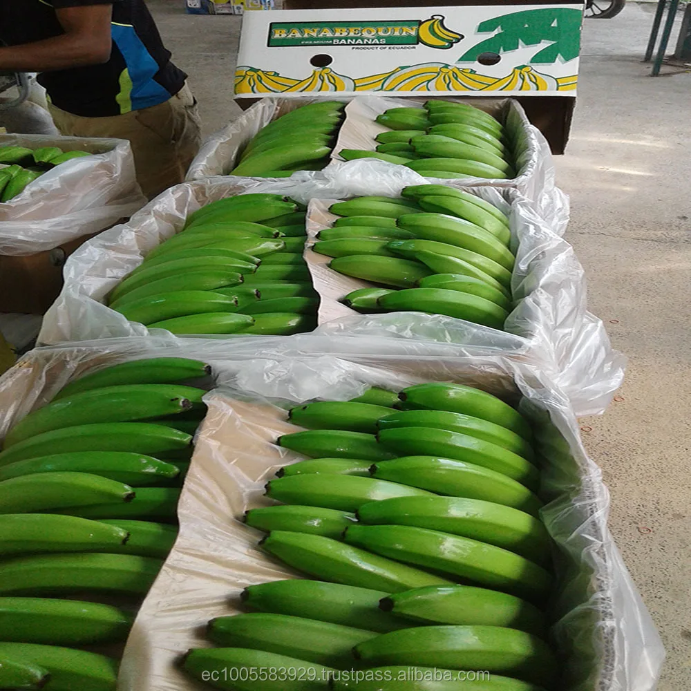 High Quality Fresh Cavendish Bananas with competitive price
