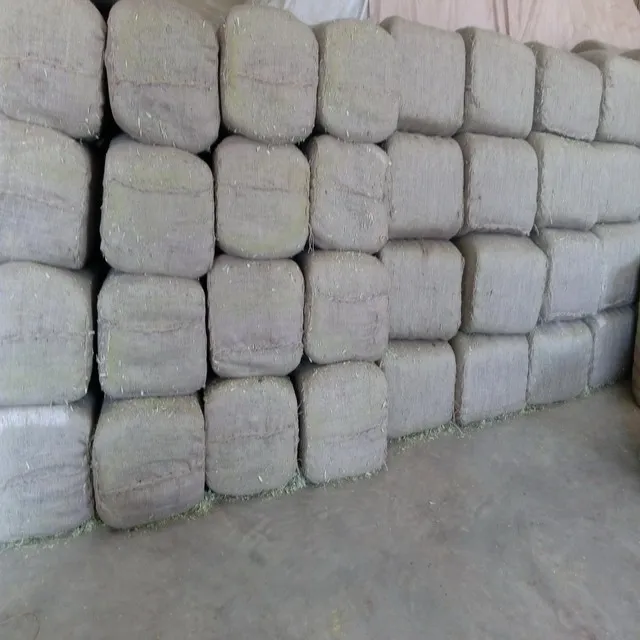 Olive Leaves olive leaves t-cut Dried leaves Apex India