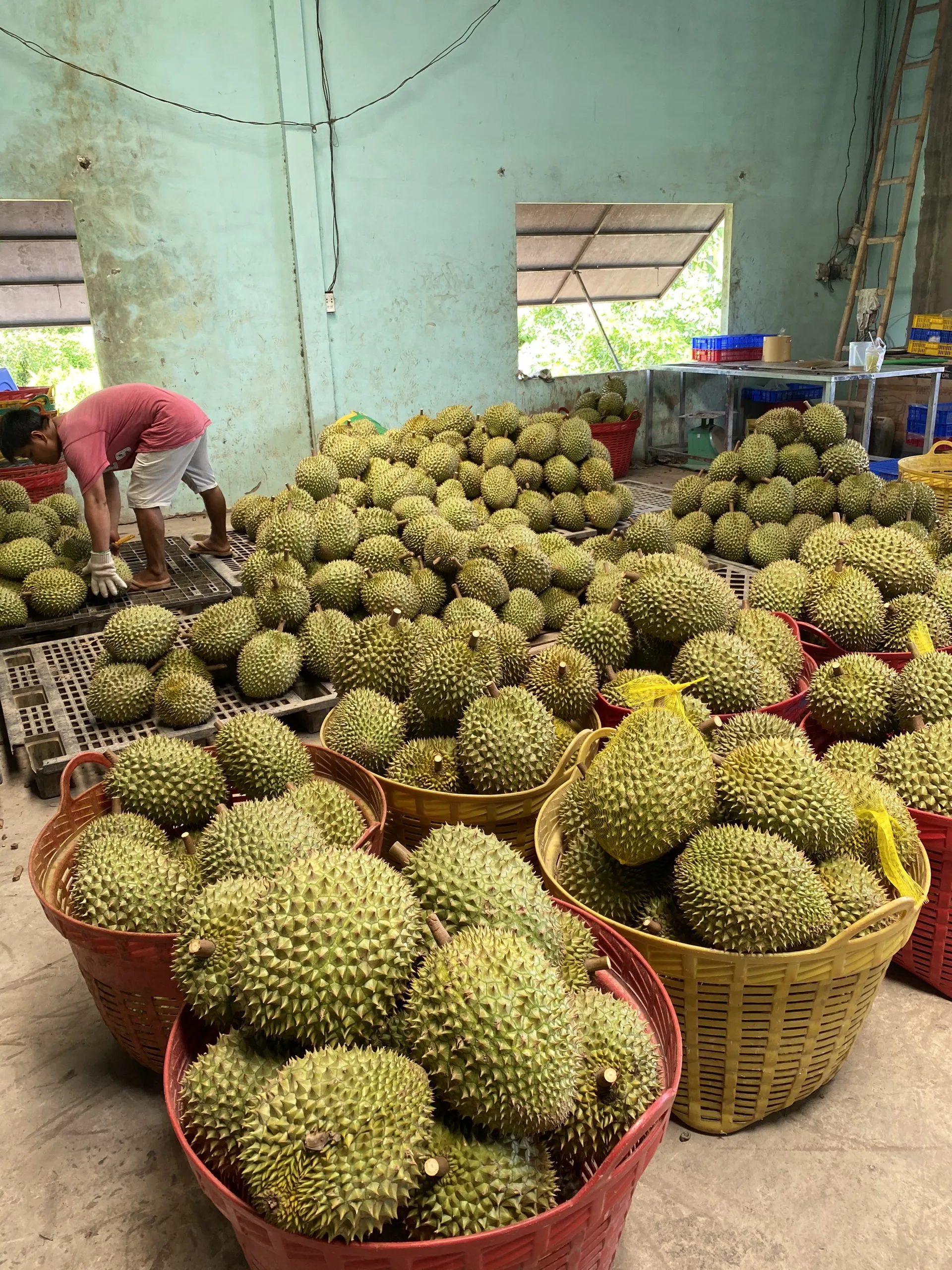Низкая цена-продукты дуриан свежие тропические фрукты во Вьетнаме-Ms. Smiley + 84 328334958 ( Whatsaap)