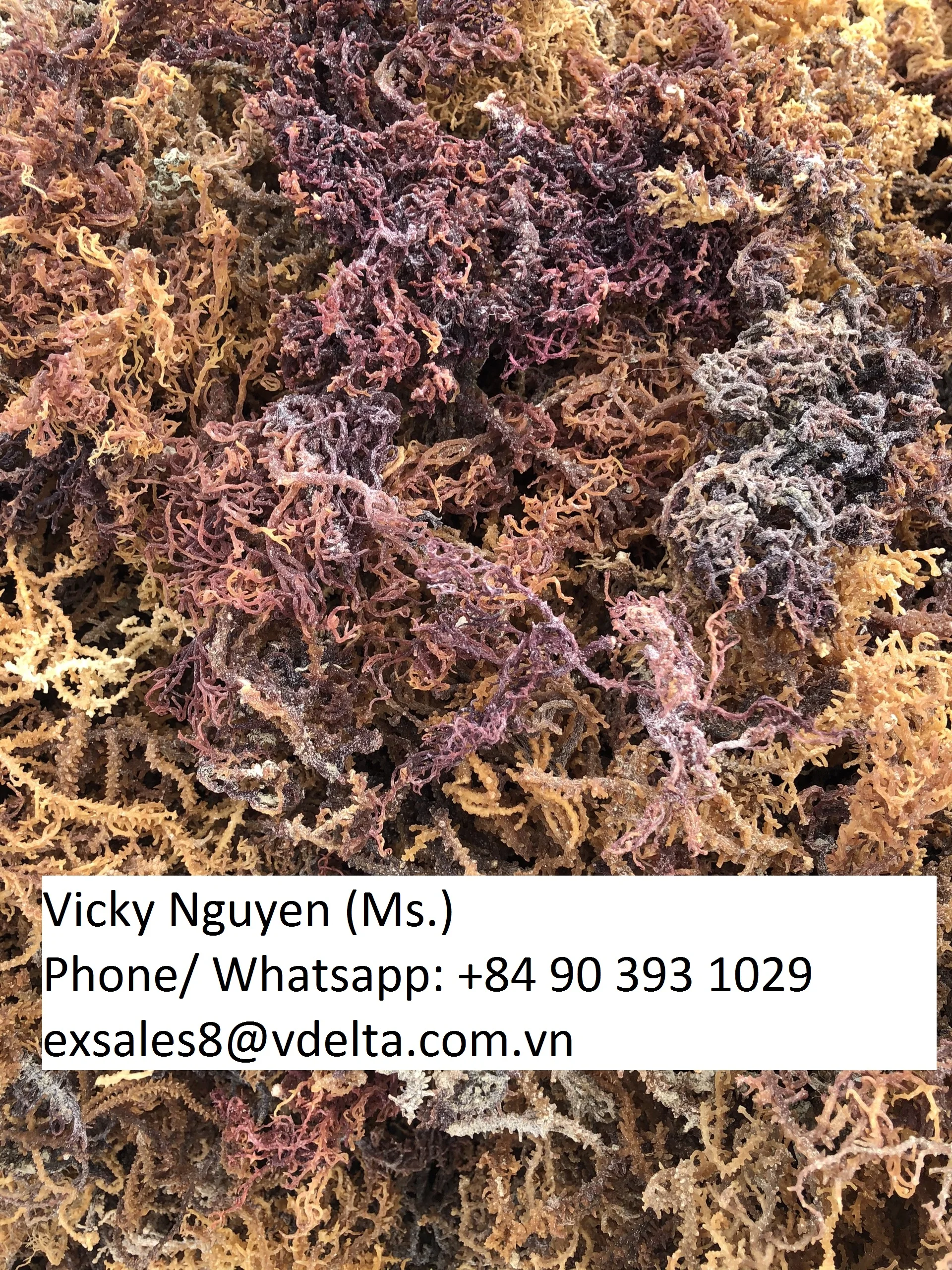 Сушеный солнцем Золотой Мох высокого класса конкурентоспособная цена/VICKY + 84 90 393 1029 (WHATSAPP)