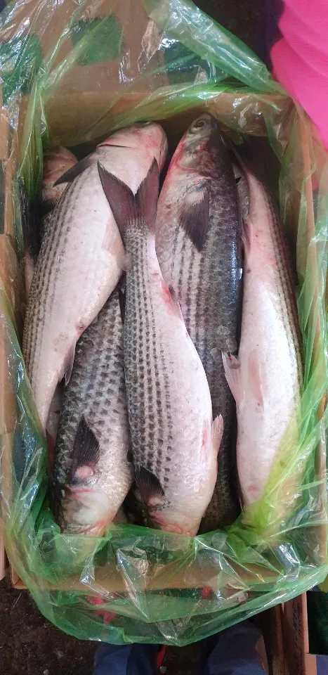 FROZEN GREY MULLET ( MUGIL CEPHALUS ) SEA FISH EXPORTERS SUPPLIERS TRADERS OF INDIA WITH BULK ORDER QUANTITY