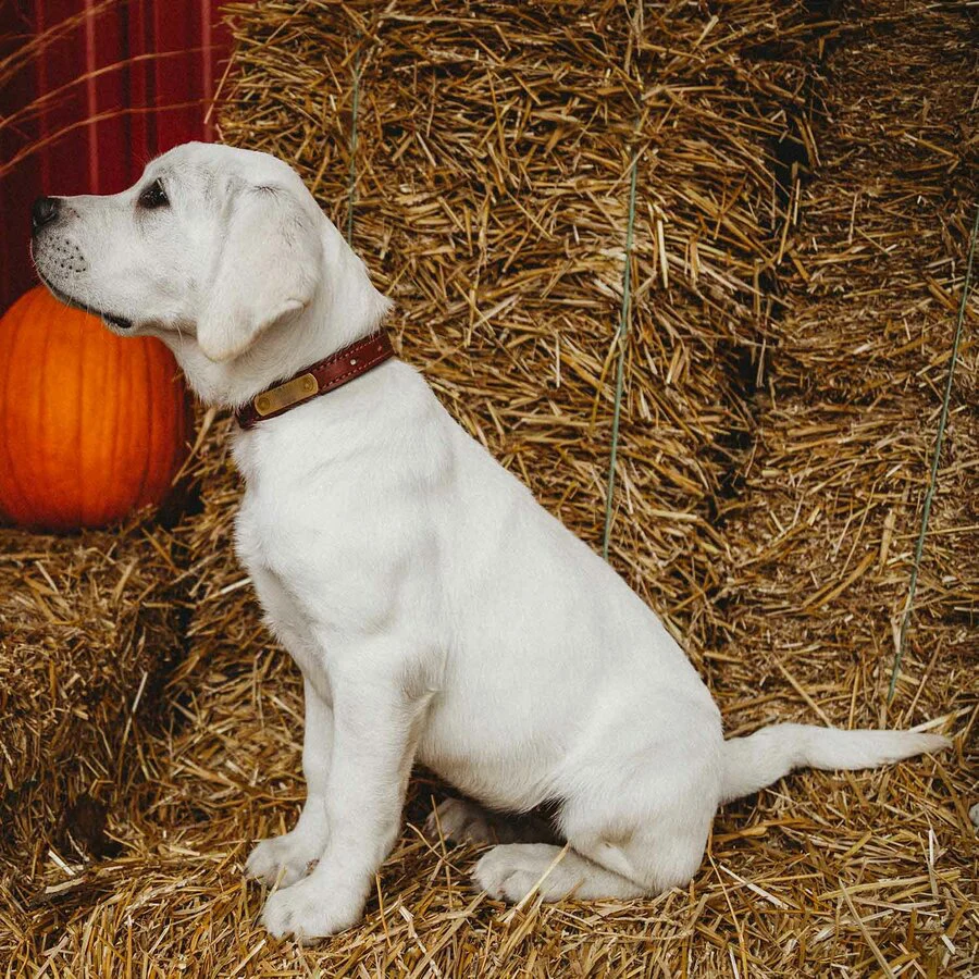 Classic Genuine Leather Dog Collar Soft Padded PU Leather Inner Collar with Engraved Brass Nameplate
