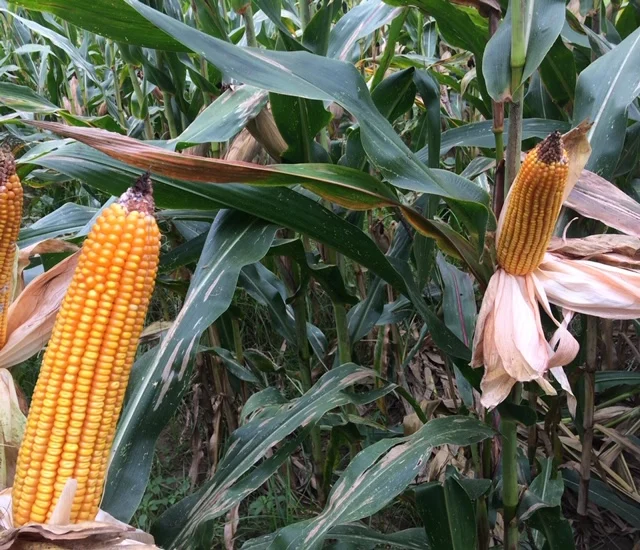 PRIVATE LABEL make your logo Organic italian quality instant polenta corn yellow FLOUR 500gr