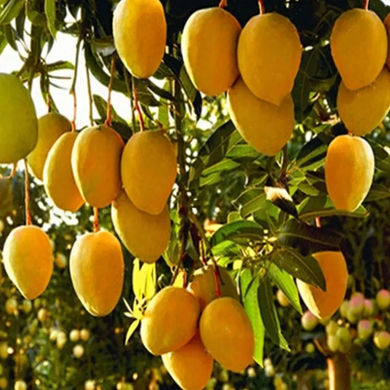Export of fresh Mangoes
