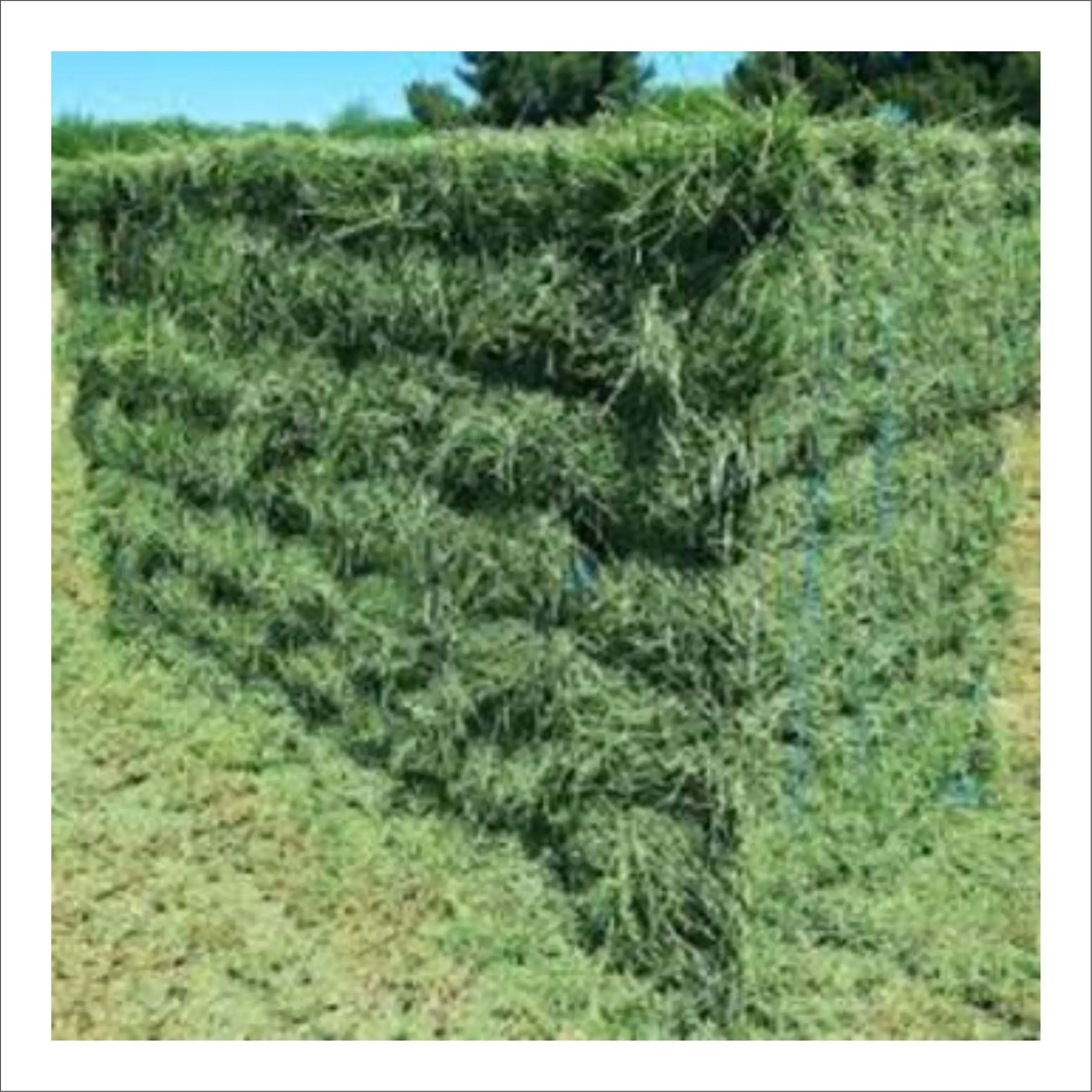 Премиум Альфальфа, родовая трава, овса, сено готов/овса сено корм для животных для продажи