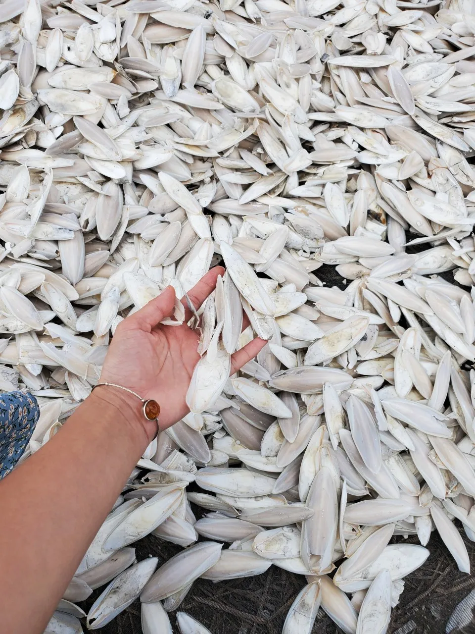  100% натуральная сушеная кость шлепанцы/горячая цена из Вьетнама/Ms. Annie: + 84 973 125 732 (Whatsapp)