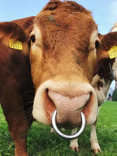 Bull Ring Measures 2 3/4Inch across by 5/16 & 3/8 Includes Allan key and Bolt hardware (Available) in 2.25, 2.5, 2.75 3 & 3.5 I