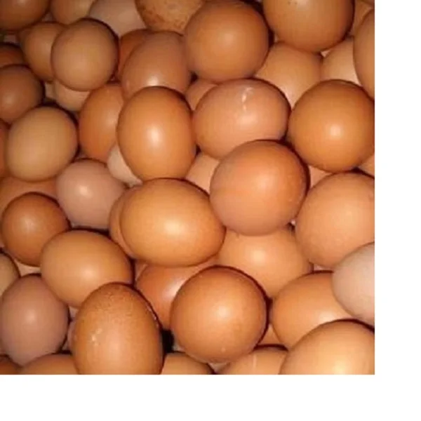 Organic Fresh Chicken Table Eggs for Sale